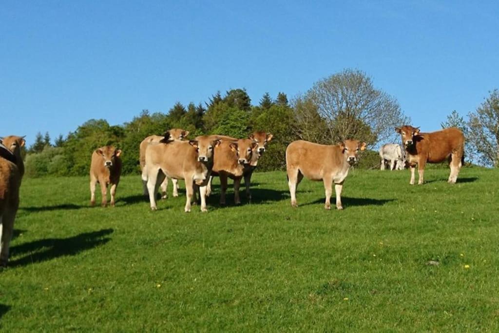 Gite A La Ferme Au Coeur De L'Auvergne Saint-Hippolyte  Buitenkant foto